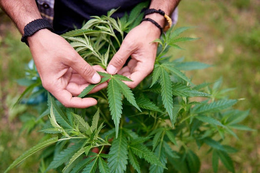 Can You Use a Male Cannabis Plant?