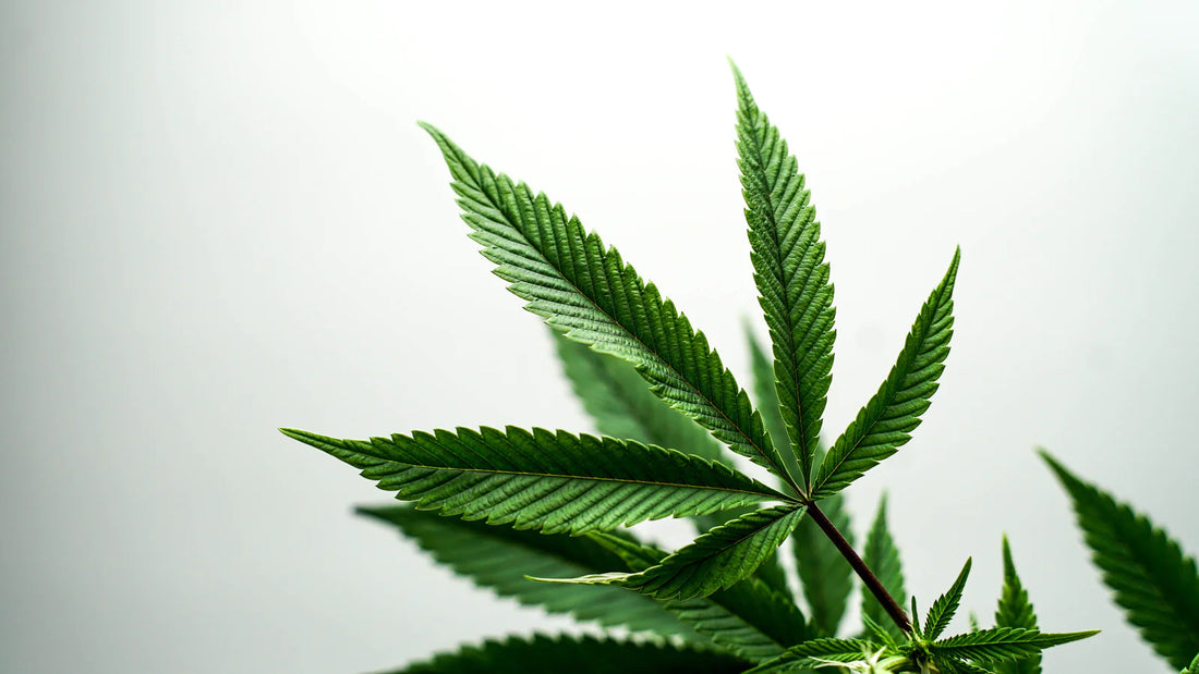 All hemp everything — the benefits of 100% pure hemp cbd
